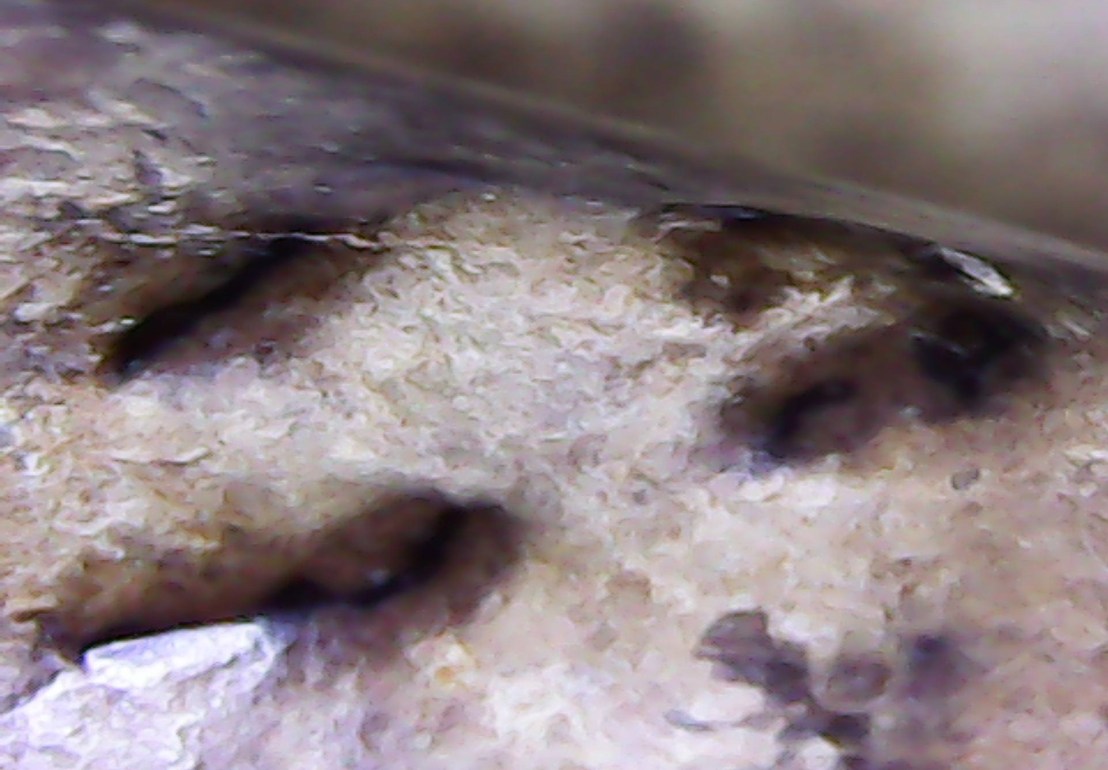 Squatting beast raised reliefe