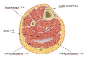 muscle cross section 3