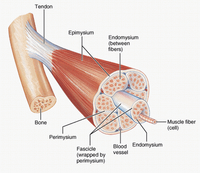 Skeletal_Muscle_Fibers